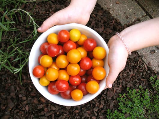 garden tomatoes in a bowl