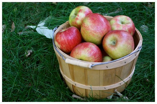 a bucket of Picked Apples