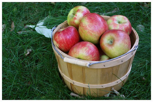 a bucket of Picked Apples