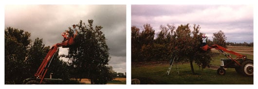Apple Picking on the Farm, 1985