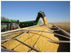 unloading corn into truck