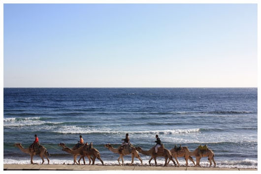 camels on the shore of the red sea