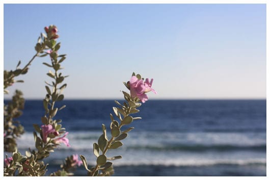 flowers over the sea