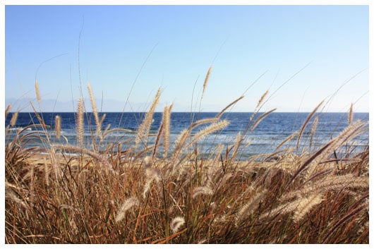 grass and sea