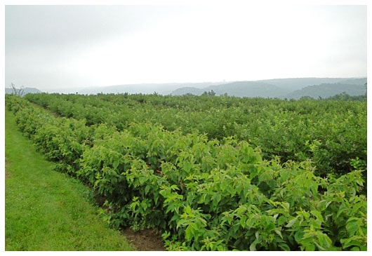 rows of blueberry bushes