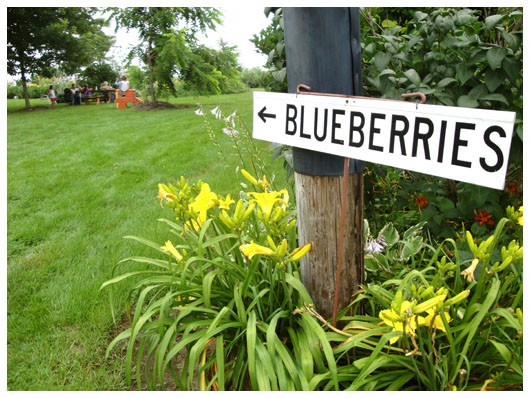 blueberry picking sign