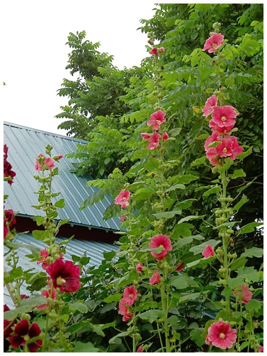 hollyhocks