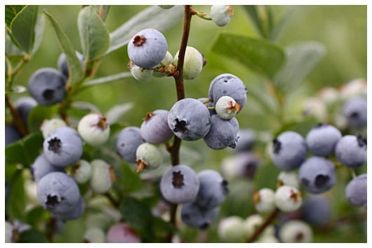 fresh blueberries