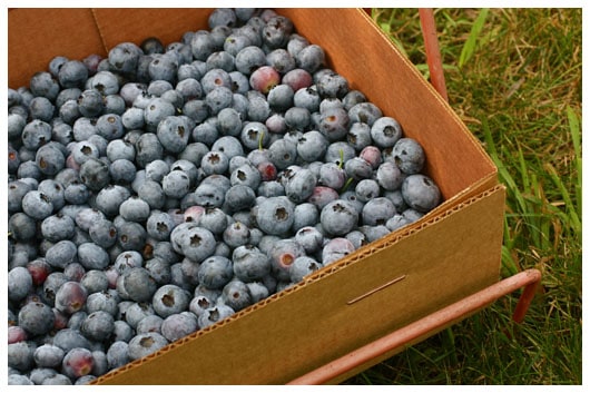 a box of blueberries