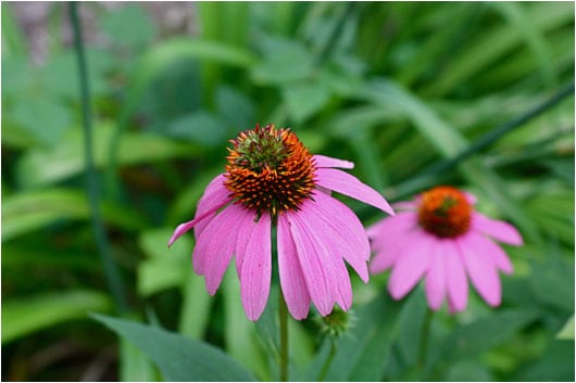 pink flowers