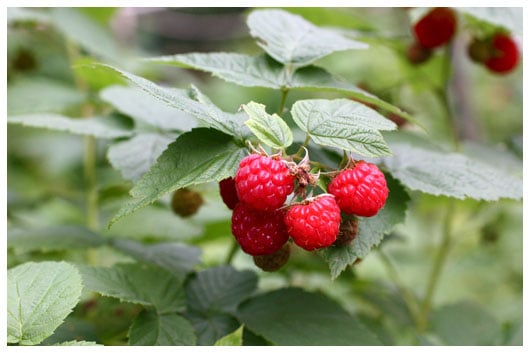 a raspberry bush