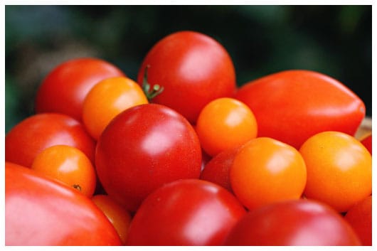 fresh tomatoes