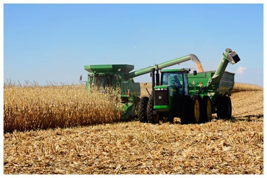 A Green Combine Harvesting Corn