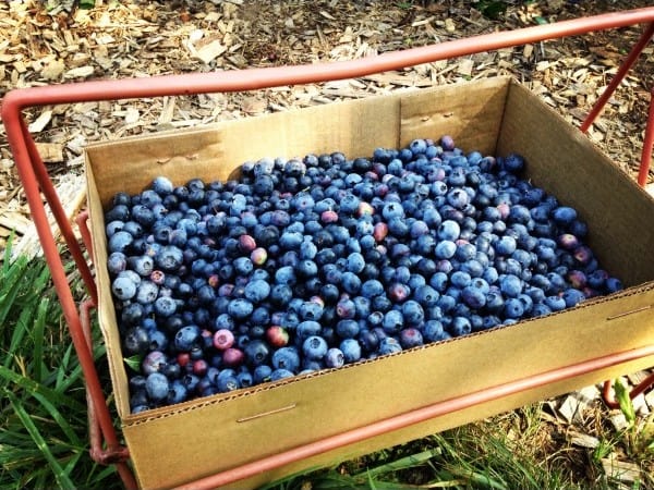 a box of blueberries