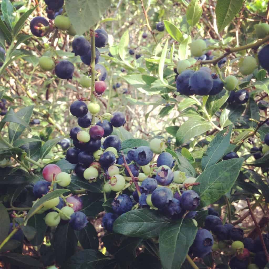 blueberry bushes