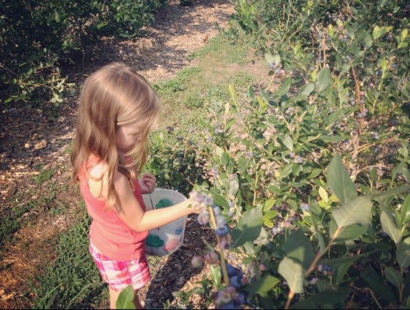 a young girl picking blueberries