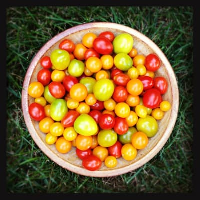 a bowl of fresh picked tomatoes