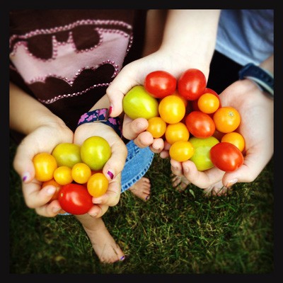 handfuls of tomatoes