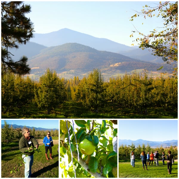 pear orchard