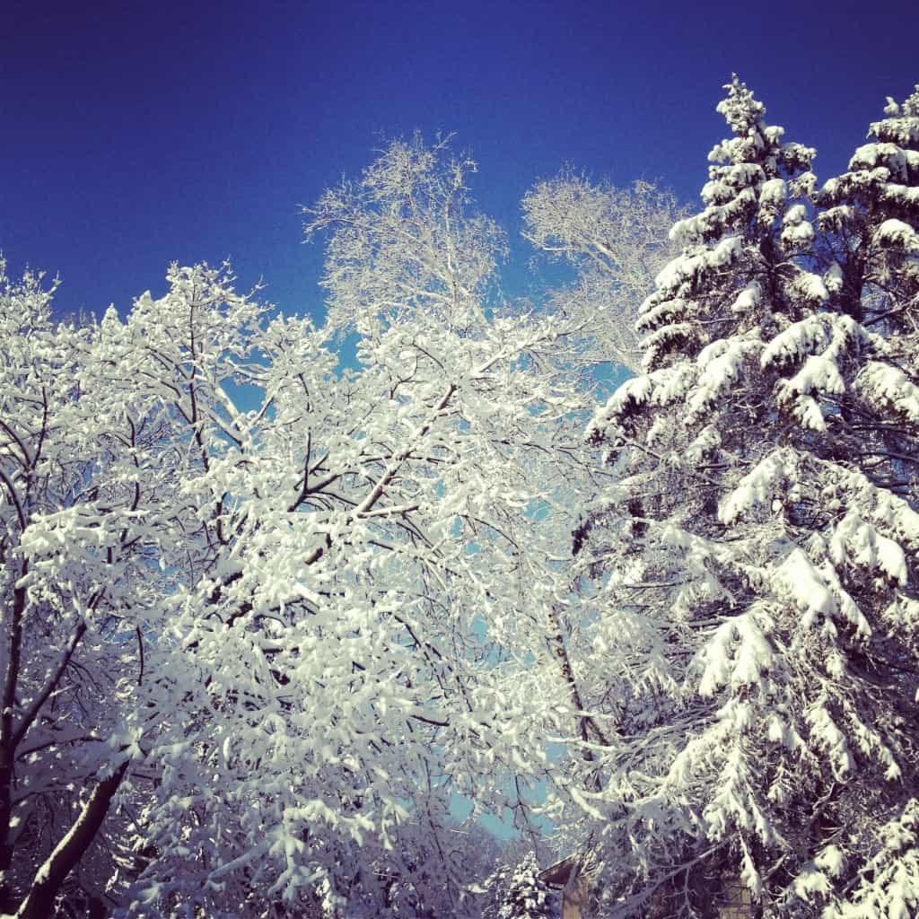 trees covered in snow