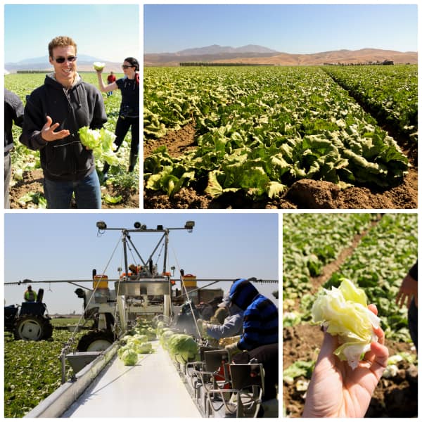 lettuce farm