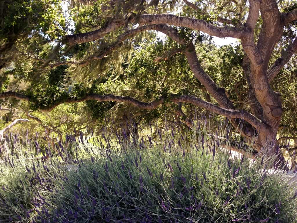 a lavender plant