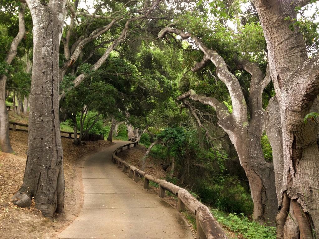 a path going through a park