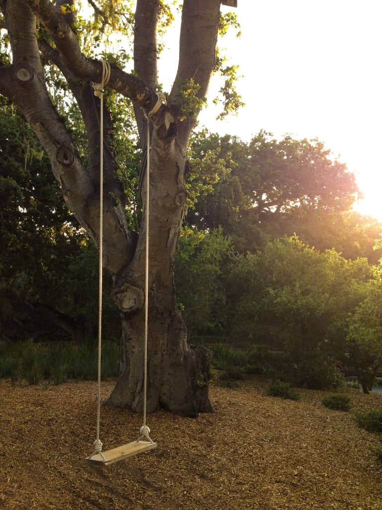 a rope swing on a tree