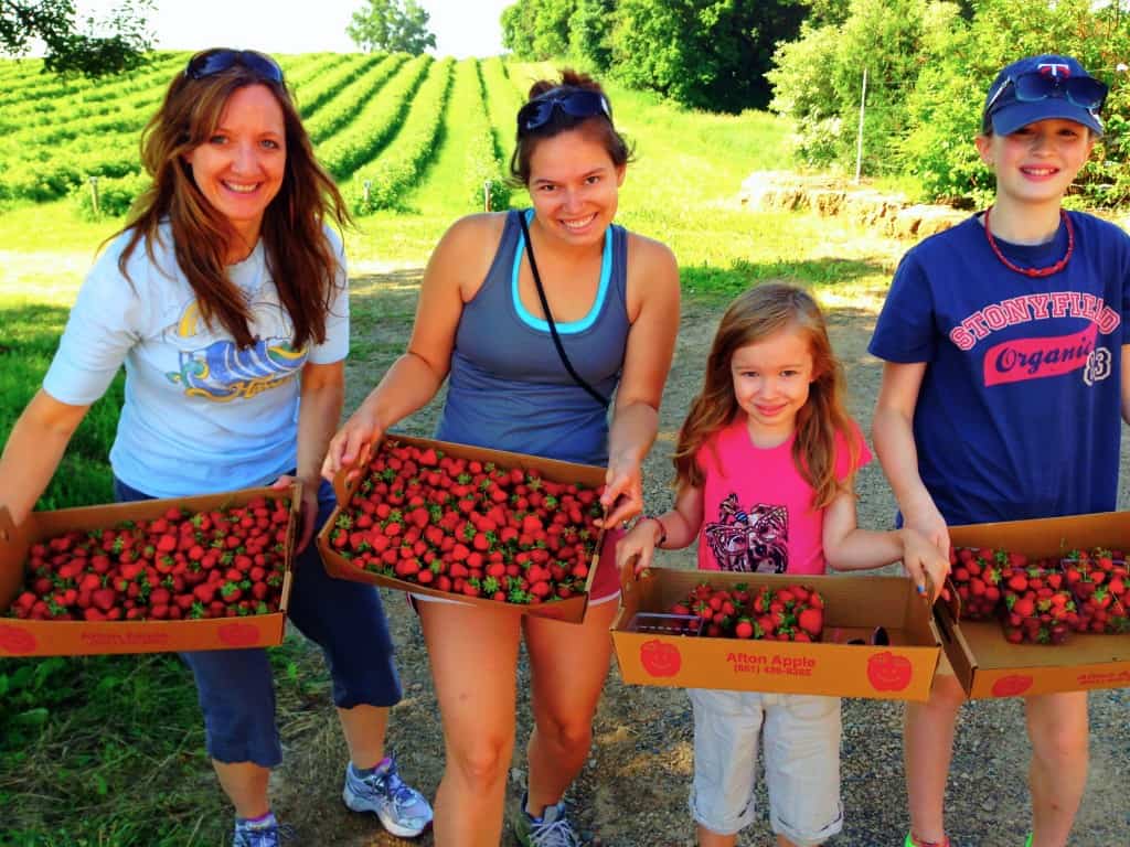 picking strawberries