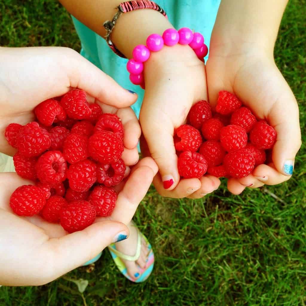 hands holding fresh raspberries