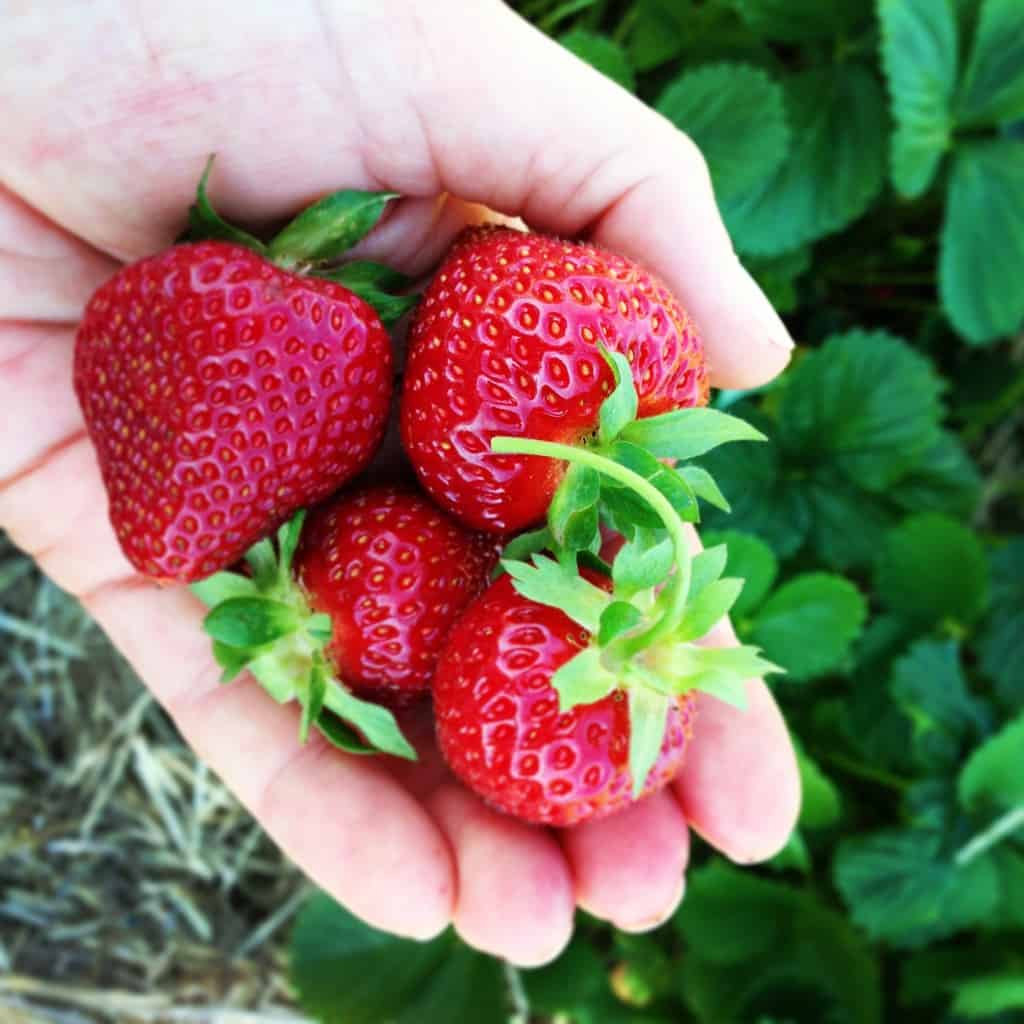 fresh picked strawberries