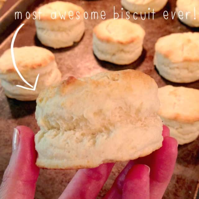 white lily biscuit