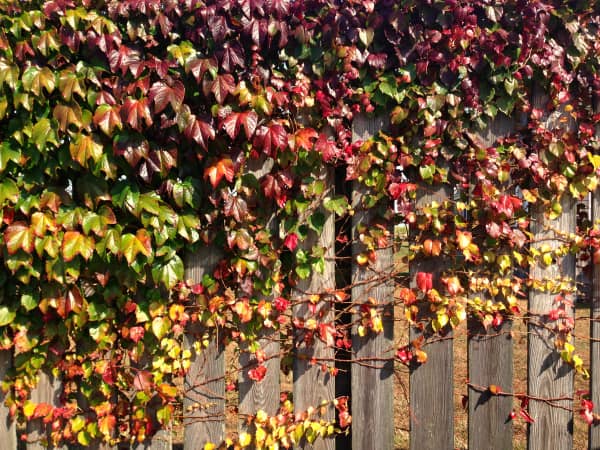 a fence covered in green and purple leaves