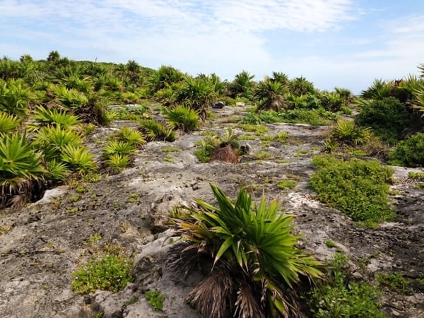 the terrain near tulum