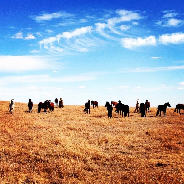 A Group of Horses in an Open Field