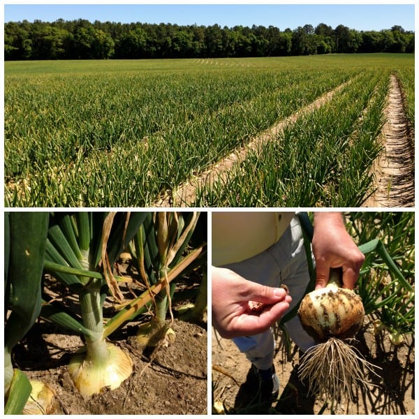 a field of vidalia onions