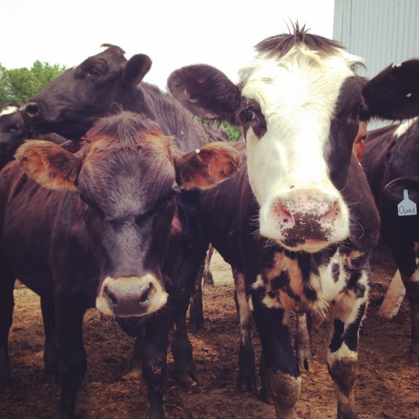 two cows looking at a camera