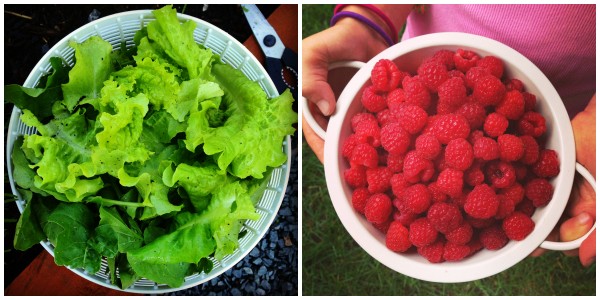 fresh lettuce and raspberries from a garden