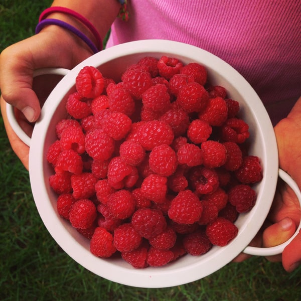 a colander of fresh raspberries from the garden