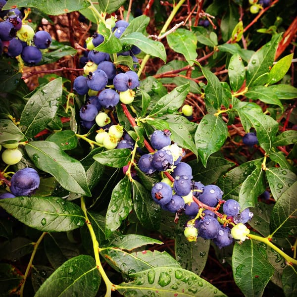 raindrops on a blueberry bush