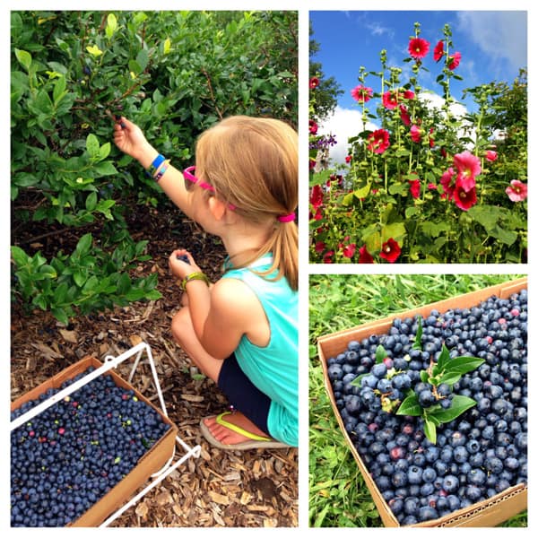 a collage of blueberry picking photos