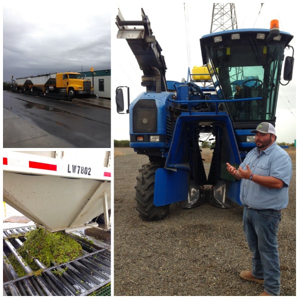 olives being harvested at California Olive Ranch