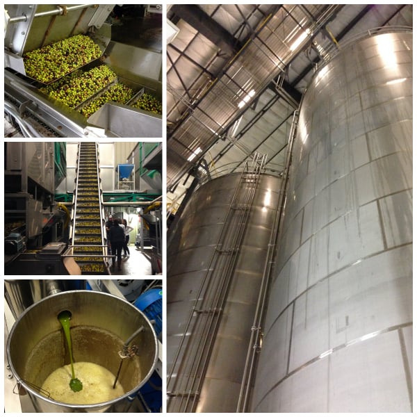 olive oil cold pressing process