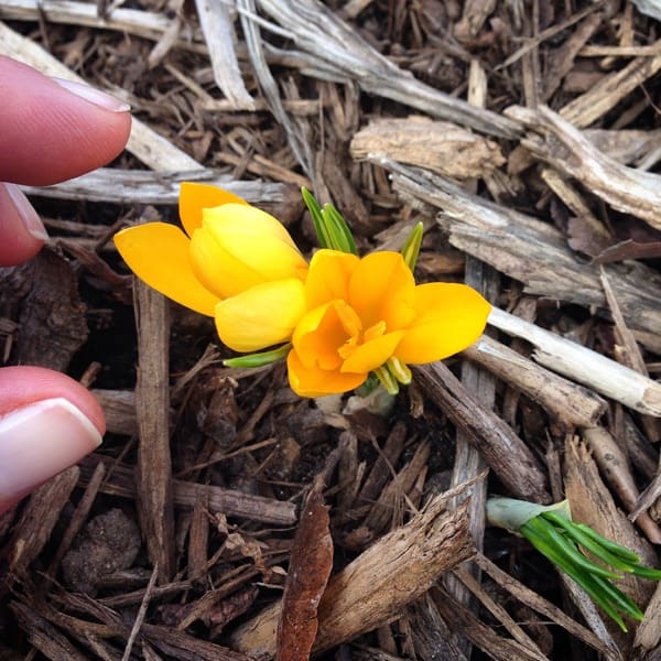 tiny yellow crocus in bloom