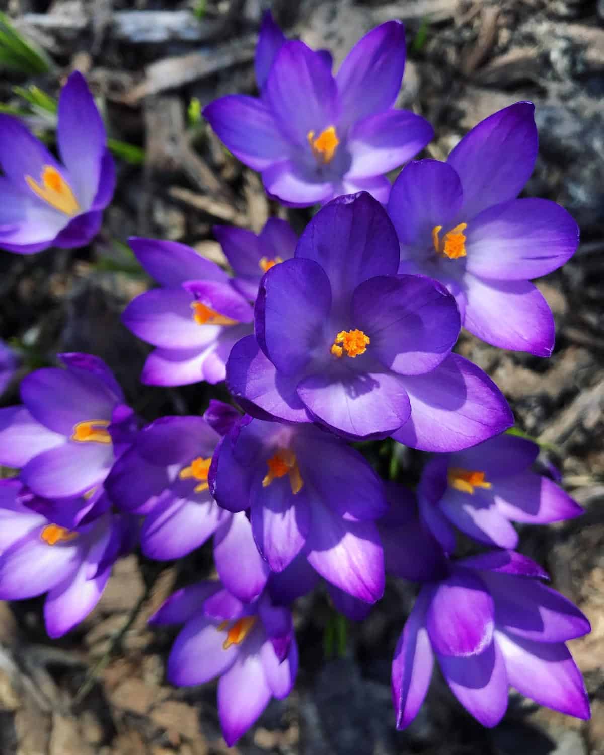little purple crocus in bloom