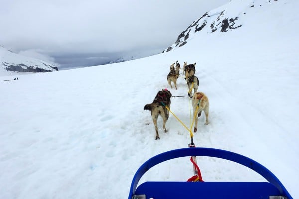 dogs pulling a sled on Mendenhall glacier