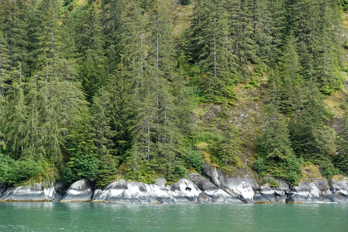 a black bear in Tracy Arm Fjord