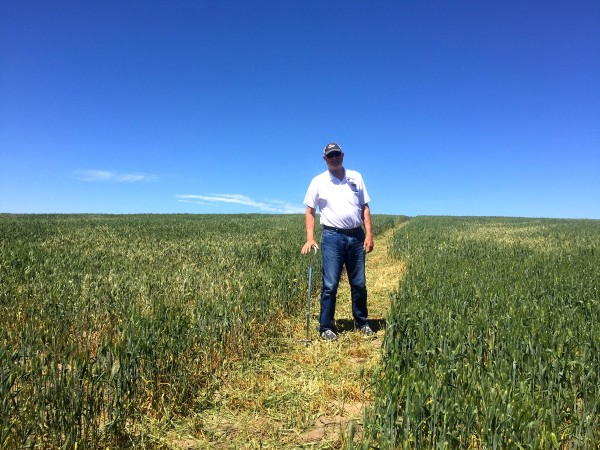 a man in a wheat field