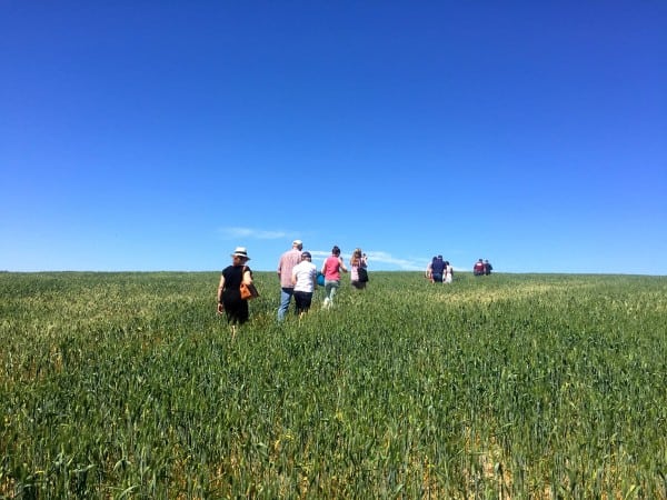 a group of people walking through a wheat field