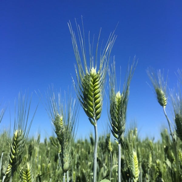 green wheat